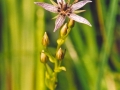 patvenis_daugiametis01
