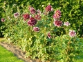 dscf0216