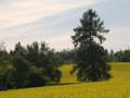 J. MARCINKEVICIAUS TEVISKE SKENDO ZIEDUOSE FOTO. o (1)