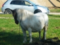 dscf0090