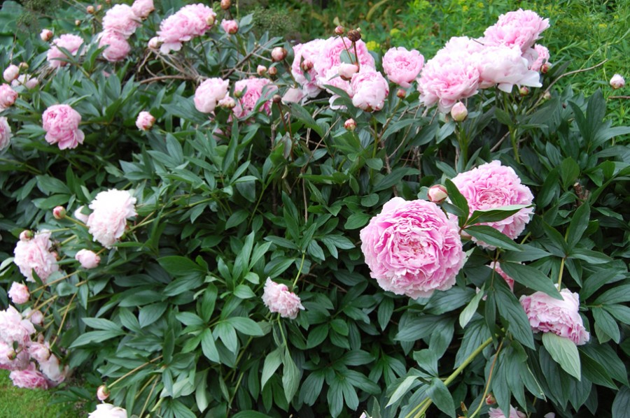 paeonia-lactiflora-sarah-bernhardt