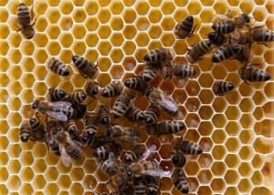 bee