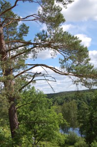 Miškas