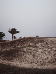Abu Dabis II