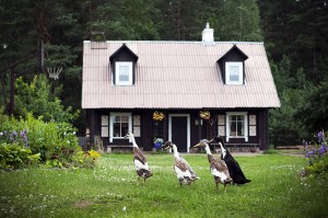 Sodyboje „Grikucis“ galima ne tik paragauti grikinių patiekalų, bet ir stebėti žąsų bėgikių lenktynes.