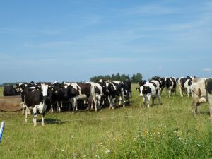 V.Raižio ūkio karvių bandoje - ir senosios, retai kuriame ūkyje išsaugotos baltnugarių veislės karvės.